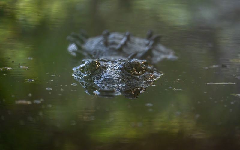Alligator in water - Shutterstock