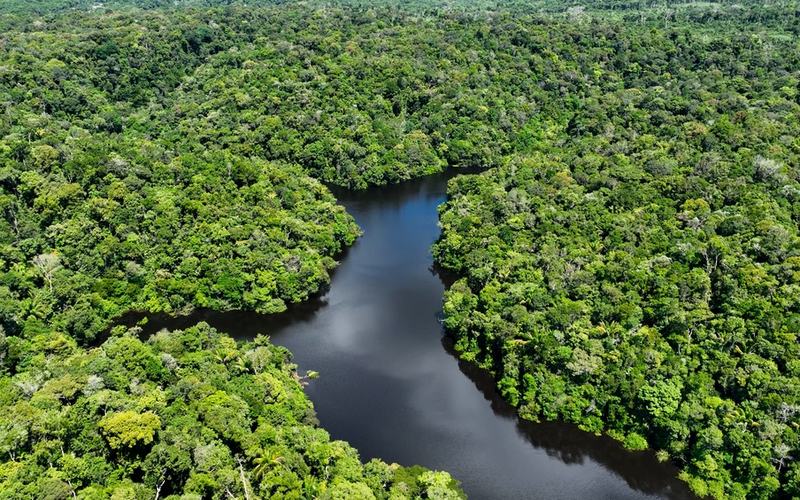 the amazon rainforest